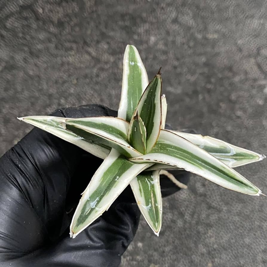 アガベ【氷山】多肉植物② 多肉植物：アガベ 氷山*幅8cm | サボテン＆多肉植物,多肉植物